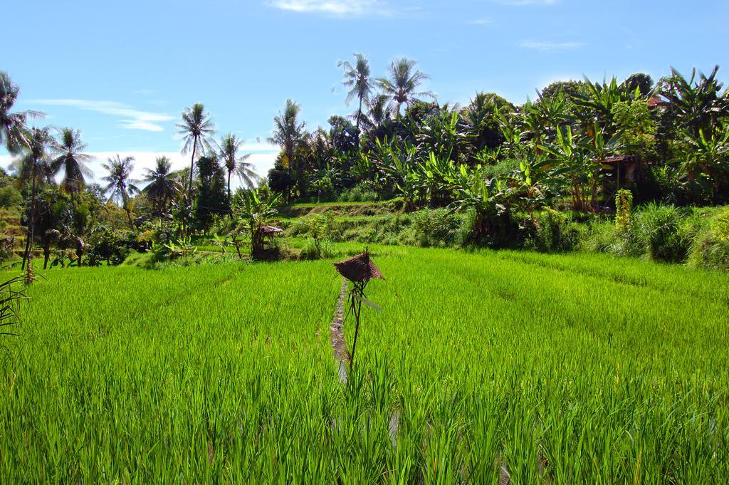 Indo Rumah Zengarden Pabean Buleleng エクステリア 写真